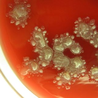 Bacillus Licheniformis -Men VS Hoạt Lực Cao- Tăng Hiệu Quả Chăn Nuôi giá sỉ