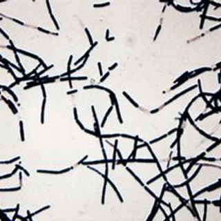 Bacillus Licheniformis -Men VS Hoạt Lực Cao- Tăng Hiệu Quả Chăn Nuôi