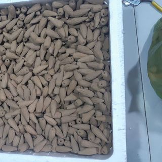 Nụ Trầm Bắc NB30