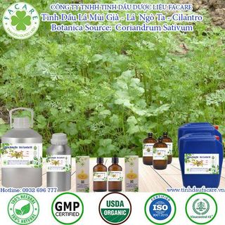Tinh Dầu Mùi Già (Lá Ngò) - Cilantro Essential Oil Thiên Nhiên Nguyên Chất 50ml