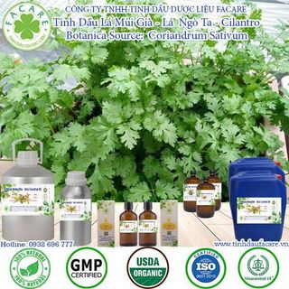 Tinh Dầu Mùi Già (Lá Ngò) - Cilantro Essential Oil Thiên Nhiên Nguyên Chất 50ml