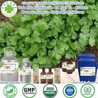 Tinh Dầu Mùi Già (Lá Ngò) - Cilantro Essential Oil Thiên Nhiên Nguyên Chất 50ml