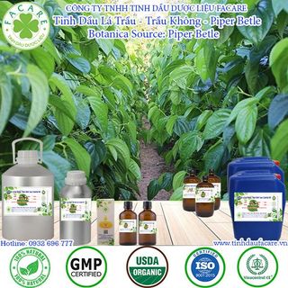Tinh dầu Lá Trầu Không Piper Betel Leaf essential oil giúp chống viêm nhiễm - 50ml