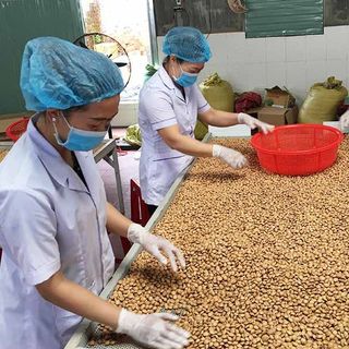 Hạt Sachi Tuk Green nhân trắng rang sấy giòn