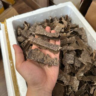 Trầm khoan ổ đẹp dầu đậm_ Trầm miếng giác xông đốt thưởng trầm Mộc Trầm Agarwood giá sỉ