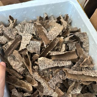 Trầm khoan ổ đẹp dầu đậm_ Trầm miếng giác xông đốt thưởng trầm Mộc Trầm Agarwood