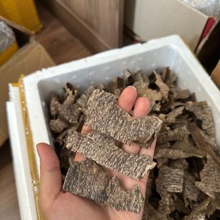 Trầm khoan ổ đẹp dầu đậm_ Trầm miếng giác xông đốt thưởng trầm Mộc Trầm Agarwood