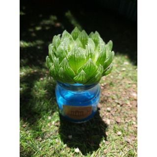 SEN ĐÁ THỦY SINH MÃ 450