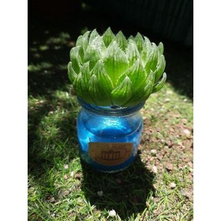 SEN ĐÁ THỦY SINH MÃ 450