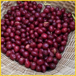 Cà phê Đắk Lắk, Cà phê hòa tan nguyên chất 50 Gram, Tỷ lệ 80x20[THƯƠNG HIỆU CÀ PHÊ VƯƠNG THÀNH CÔNG-AB11] Cafe Sấy lạnh, Hòa tan Nguyên chất tại Buôn Ma Thuột coffee,, Cà phê Thơm ngon, Tự nhiên, Hậu ngọt, cà phê tốt cho sức khỏe