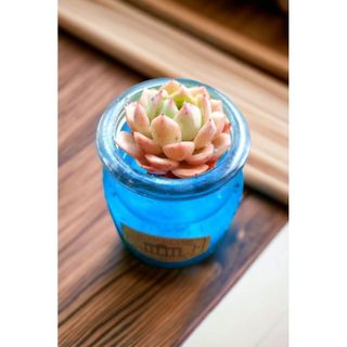SEN ĐÁ THỦY SINH MÃ 910