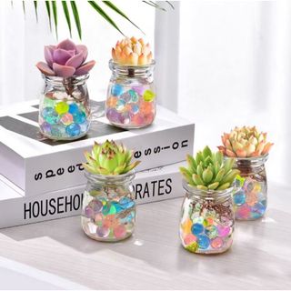 COMBO SEN ĐÁ THỦY SINH PHIÊN BẢN TRÂN CHÂU