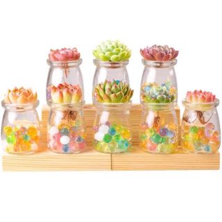 COMBO SEN ĐÁ THỦY SINH PHIÊN BẢN TRÂN CHÂU