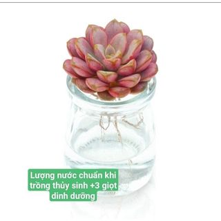 COMBO SEN ĐÁ THỦY SINH PHIÊN BẢN TRÂN CHÂU