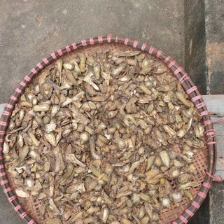 Tam thất tươi thái lát