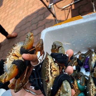 Cua sống Cà Mau