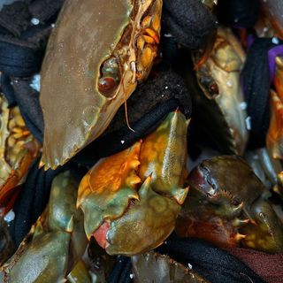 Cua sống Cà Mau