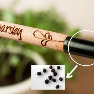 Bút chì hạt giống (Pencil Plants)