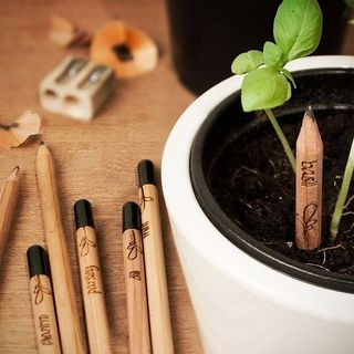 Bút chì hạt giống (Pencil Plants)