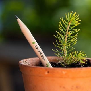 Bút chì hạt giống (Pencil Plants)