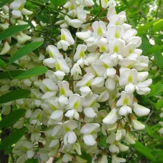 Chiết xuất Hoa hòe - Nguyên liệu mỹ phẩm giá sỉ