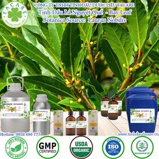 Tinh dầu Nguyệt quế Bay leaf essential oil làm thơm phòng - 100ml