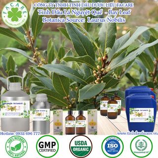 Tinh dầu Nguyệt quế Bay leaf essential oil làm thơm phòng - 100ml