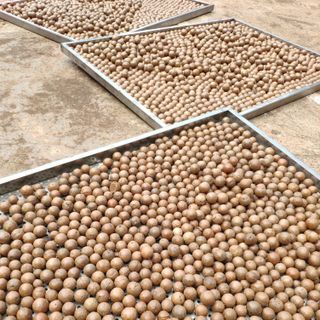 MACCA SẤY NỨT VỎ BỊCH 500GR LOẠI A+