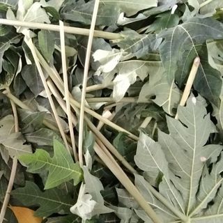 Trà Lá Hoa Đu Đủ Thuận Mai túi lọc