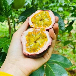 MỨT CHANH DÂY MẬT ONG ĐÀ LẠT LOẠI NGON