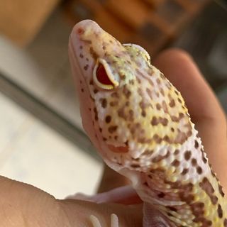 Leopard gecko giá sỉ