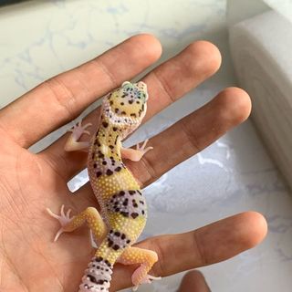 Leopard gecko