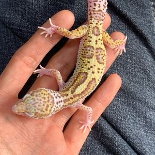Leopard gecko