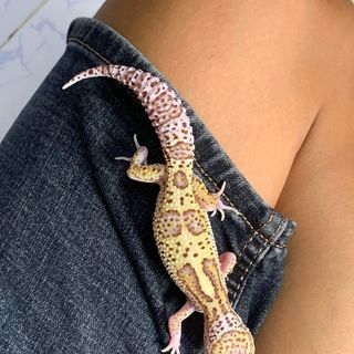 Leopard gecko