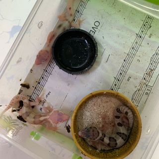 Leopard gecko