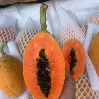 ĐU ĐỦ TÍA ĐỎ SIÊU NGON ĐÂY giá sỉ