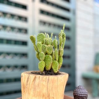 CHẬU CÂY GỖ LŨA
