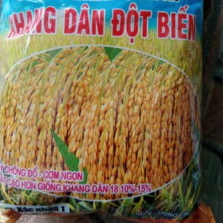Công ty sản xuất bao lúa giống in flexo, in ống đồng, giá cả cạnh tranh