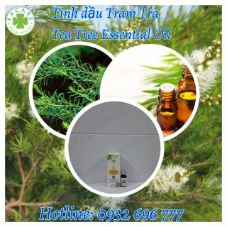 Tinh dầu Tràm Trà Tea tree essential oil - 50ml giá sỉ