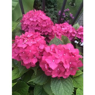 𝐇𝐨𝐚 𝐓𝐮̛𝐨̛𝐢 _Cẩm Tú Cầu HF_𝐂𝐚̆́𝐦 𝐁𝐢̀𝐧𝐡 (3 Bông) _𝐒𝐡𝐢𝐩 𝐇𝐨̉𝐚 𝐓𝐨̂́𝐜