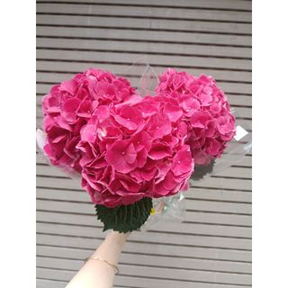 𝐇𝐨𝐚 𝐓𝐮̛𝐨̛𝐢 _Cẩm Tú Cầu HF_𝐂𝐚̆́𝐦 𝐁𝐢̀𝐧𝐡 (3 Bông) _𝐒𝐡𝐢𝐩 𝐇𝐨̉𝐚 𝐓𝐨̂́𝐜