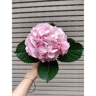 𝐇𝐨𝐚 𝐓𝐮̛𝐨̛𝐢 _Cẩm Tú Cầu HF_𝐂𝐚̆́𝐦 𝐁𝐢̀𝐧𝐡 (3 Bông) _𝐒𝐡𝐢𝐩 𝐇𝐨̉𝐚 𝐓𝐨̂́𝐜