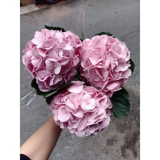 𝐇𝐨𝐚 𝐓𝐮̛𝐨̛𝐢 _Cẩm Tú Cầu HF_𝐂𝐚̆́𝐦 𝐁𝐢̀𝐧𝐡 (3 Bông) _𝐒𝐡𝐢𝐩 𝐇𝐨̉𝐚 𝐓𝐨̂́𝐜