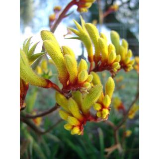 𝐇𝐨𝐚 𝐓𝐮̛𝐨̛𝐢 _ Kangaroo - Hoa Sừng Hươu_𝐂𝐚̆́𝐦 𝐁𝐢̀𝐧𝐡 (1 Bó ) _𝐒𝐡𝐢𝐩 𝐇𝐨̉𝐚 𝐓𝐨̂́𝐜
