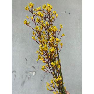 𝐇𝐨𝐚 𝐓𝐮̛𝐨̛𝐢 _ Kangaroo - Hoa Sừng Hươu_𝐂𝐚̆́𝐦 𝐁𝐢̀𝐧𝐡 (1 Bó ) _𝐒𝐡𝐢𝐩 𝐇𝐨̉𝐚 𝐓𝐨̂́𝐜