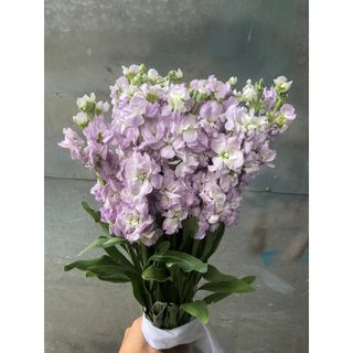 𝐇𝐨𝐚 𝐓𝐮̛𝐨̛𝐢 _Phi Yến _𝐂𝐚̆́𝐦 𝐁𝐢̀𝐧𝐡 (1 Bó 10 Cành ) _𝐒𝐡𝐢𝐩 𝐇𝐨̉𝐚 𝐓𝐨̂́𝐜