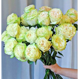 𝐇𝐨𝐚 𝐓𝐮̛𝐨̛𝐢 _Xanh lưu Ly ĐL  _𝐂𝐚̆́𝐦 𝐁𝐢̀𝐧𝐡 (1 Bó ) _𝐒𝐡𝐢𝐩 𝐇𝐨̉𝐚 𝐓𝐨̂́𝐜
