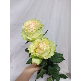 𝐇𝐨𝐚 𝐓𝐮̛𝐨̛𝐢 _Xanh lưu Ly ĐL  _𝐂𝐚̆́𝐦 𝐁𝐢̀𝐧𝐡 (1 Bó ) _𝐒𝐡𝐢𝐩 𝐇𝐨̉𝐚 𝐓𝐨̂́𝐜