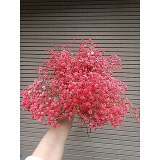 𝐇𝐨𝐚 𝐓𝐮̛𝐨̛𝐢 _Baby Các Màu _Cắm Lọ (𝟏 𝐁𝐨́) _𝐒𝐡𝐢𝐩 𝐇𝐨̉𝐚 𝐓𝐨̂́𝐜