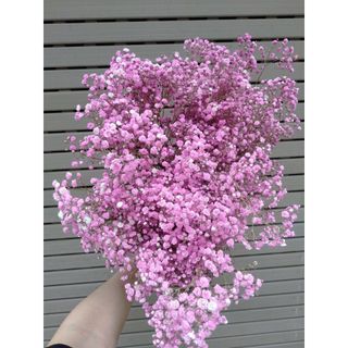 𝐇𝐨𝐚 𝐓𝐮̛𝐨̛𝐢 _Baby Các Màu _Cắm Lọ (𝟏 𝐁𝐨́) _𝐒𝐡𝐢𝐩 𝐇𝐨̉𝐚 𝐓𝐨̂́𝐜